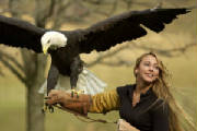 eagle_handler.jpg-euro-quest-night-life-rmc.jpg